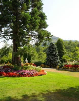 Mammutbaum in Mitten von Blumen im Park Durbach