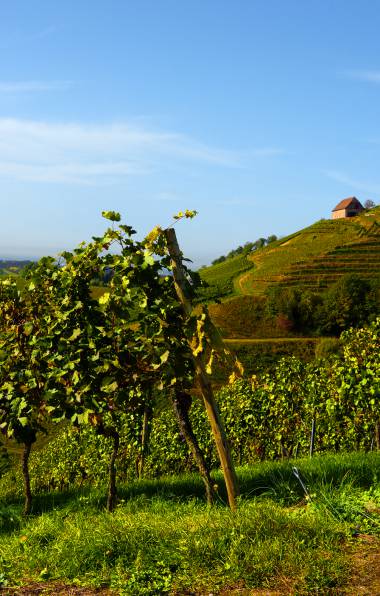 Durbacher Weinreben rund um das Hotel Rebstock