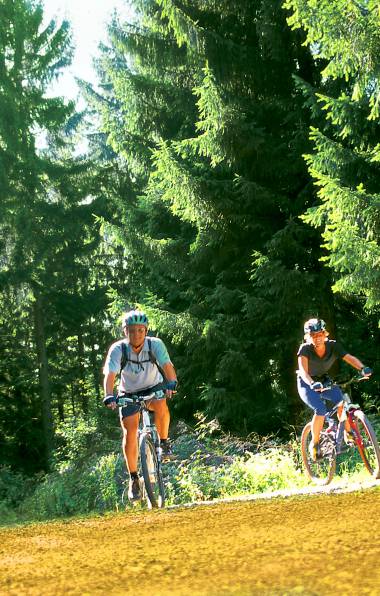 Zwei Mountainbiker zwischen Tannen im Schwarzwald