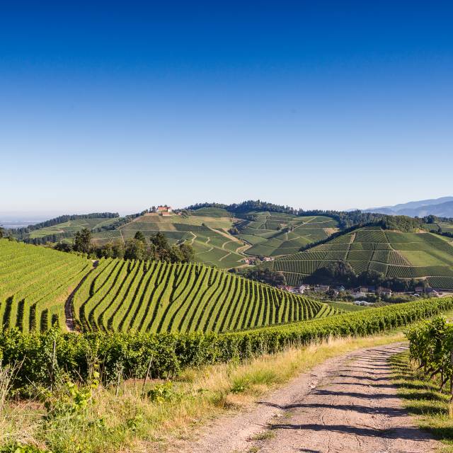 Weinberge in Durbach mit Blick auf den Schwarzwald