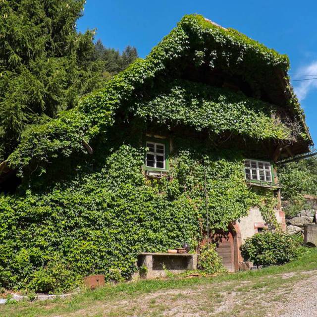 grün bewachsendes Hofhaus in den Weinbergen