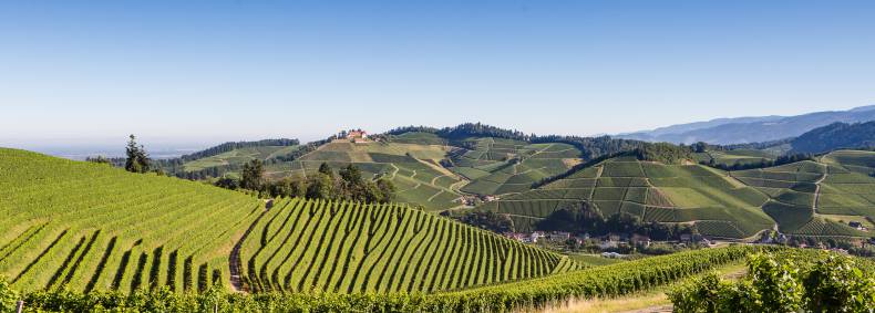 Weinberge mit Blick auf den Schwarzwald 